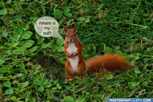 Where is my nut ?
